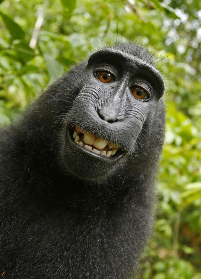 Monkey selfie used as the hero image for this article.