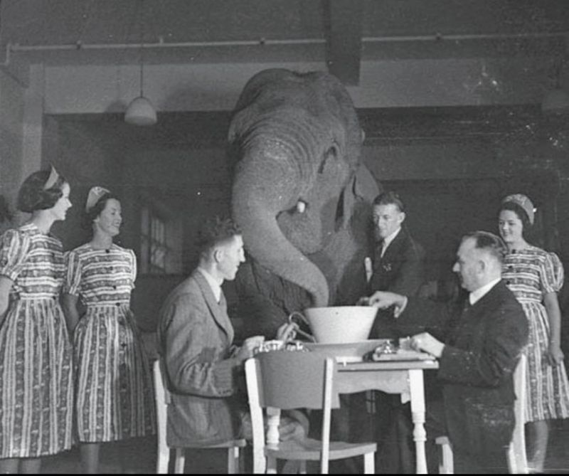 Elephant used as the hero image for this article.